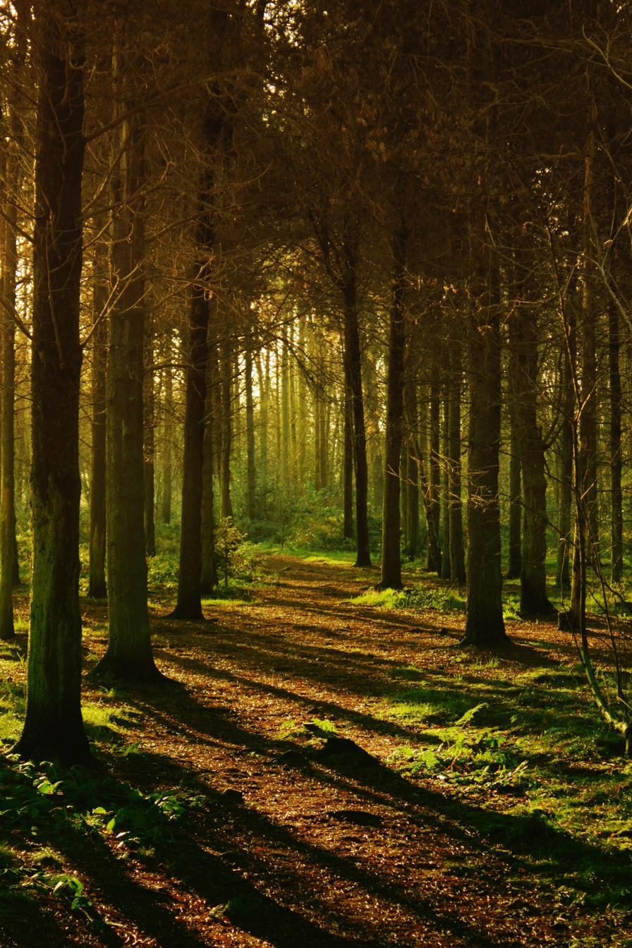 Voorjaarsbos in de Maasduinen, met natuurlijk licht door de bomen